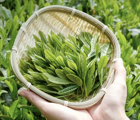 AI生成文案作品